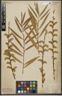 Foto von Salix purpurea L. x Salix viminalis L.
